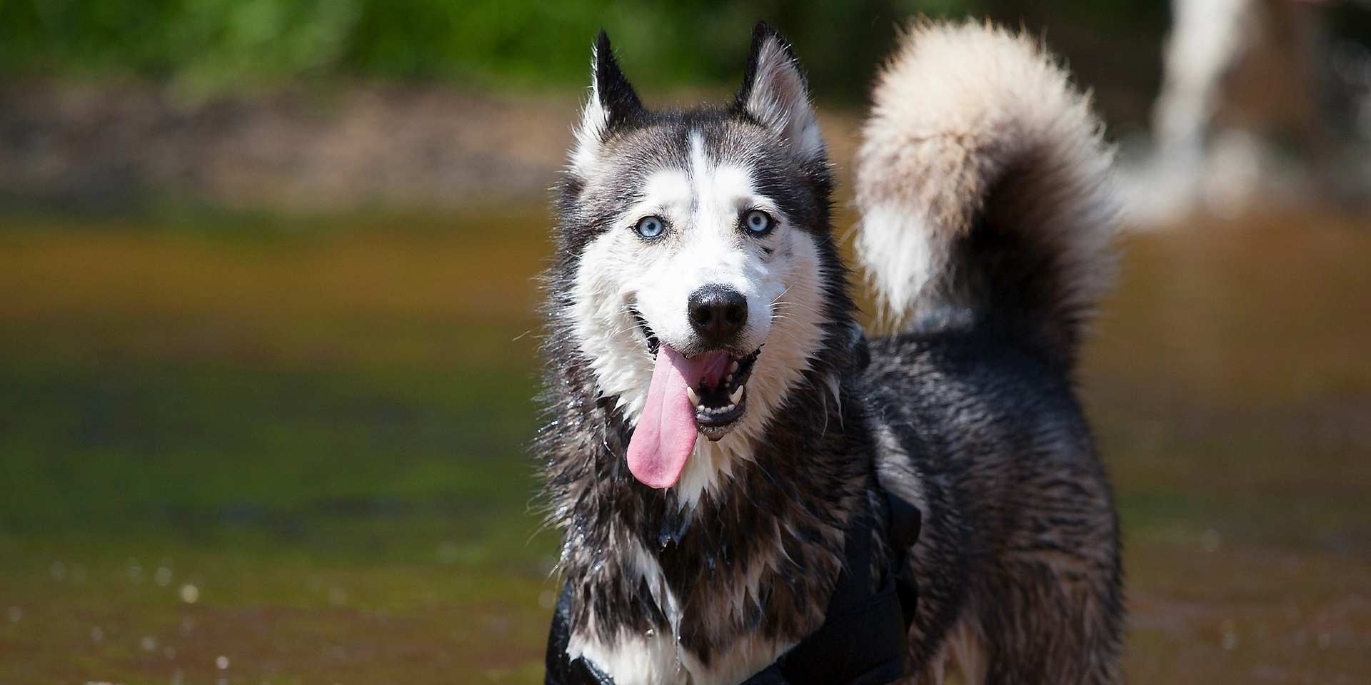 Hipo en perros. Husky en un río, con la lengua afuera.