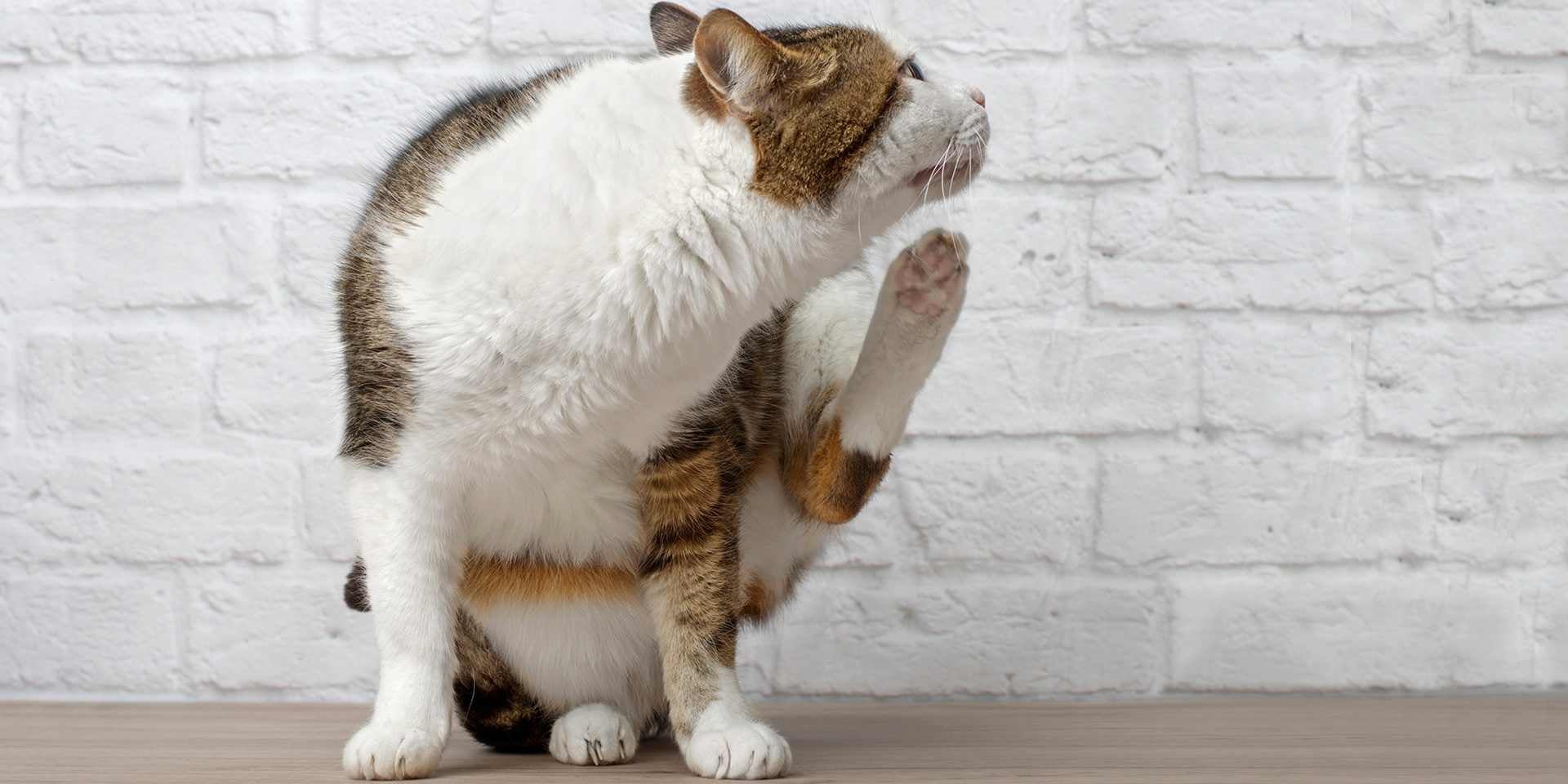 La comezón, si bien no está presente en todos los casos, suele ser un signo clínico de hongos en gatos.