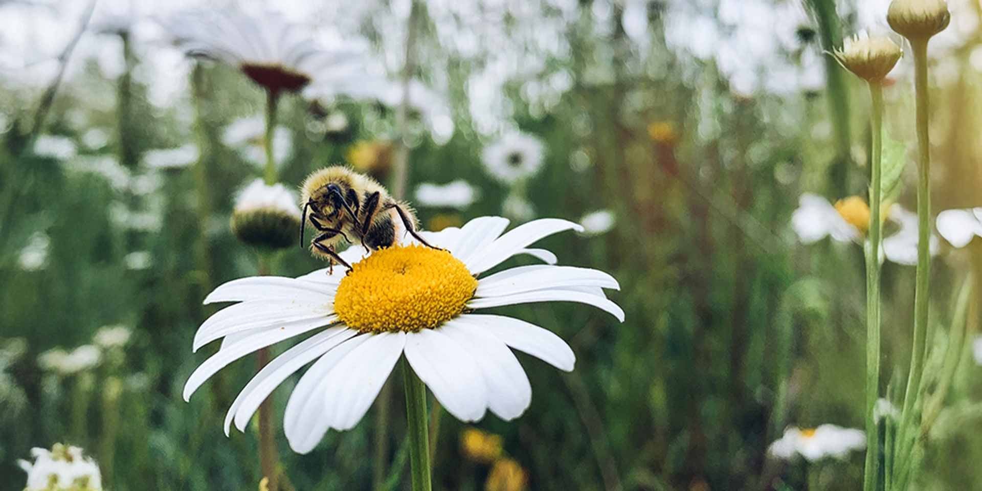 Un perro picado por abejas es diferente de uno aguijoneado por una avispa. Abeja en una flor.