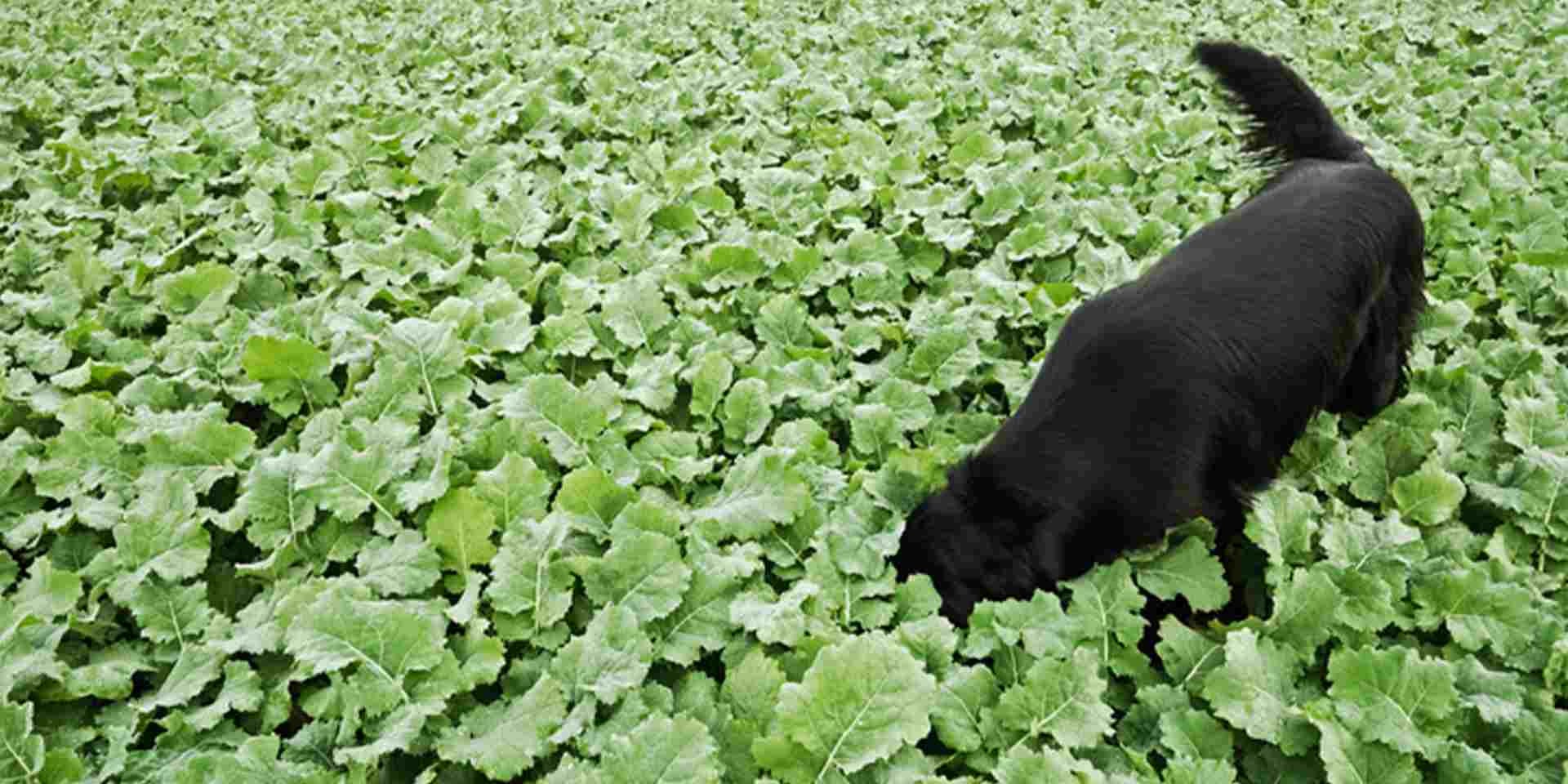 Al escarbar y curiosear entre arbustos, aumenta el riesgo de resultar con un perro picado por abejas.