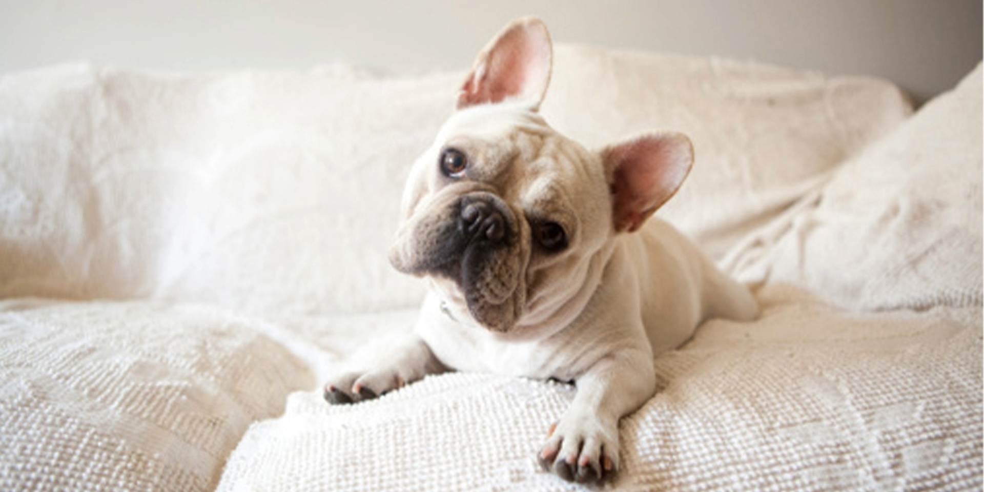 El bulldog francés es de los más famosos perros arrugados que existen.