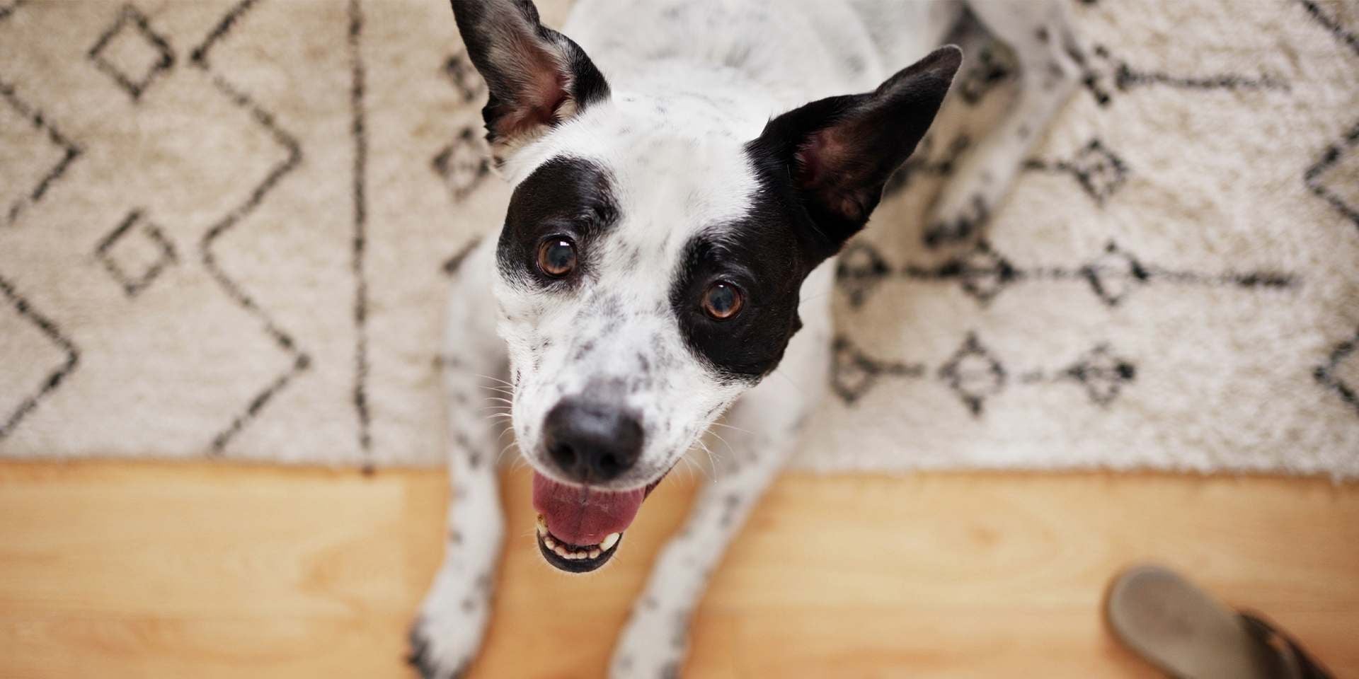 PURINA® te trae algunos tips para seguir viendo a tus perros sonriendo, como este criollo sentado.