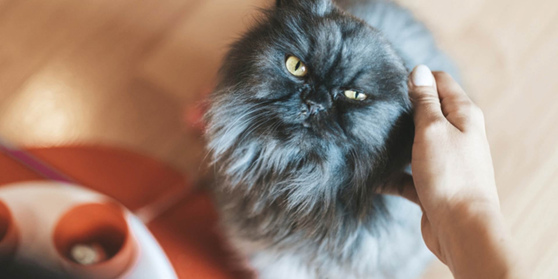 Razas de gatos peludos. Gato persa gris.