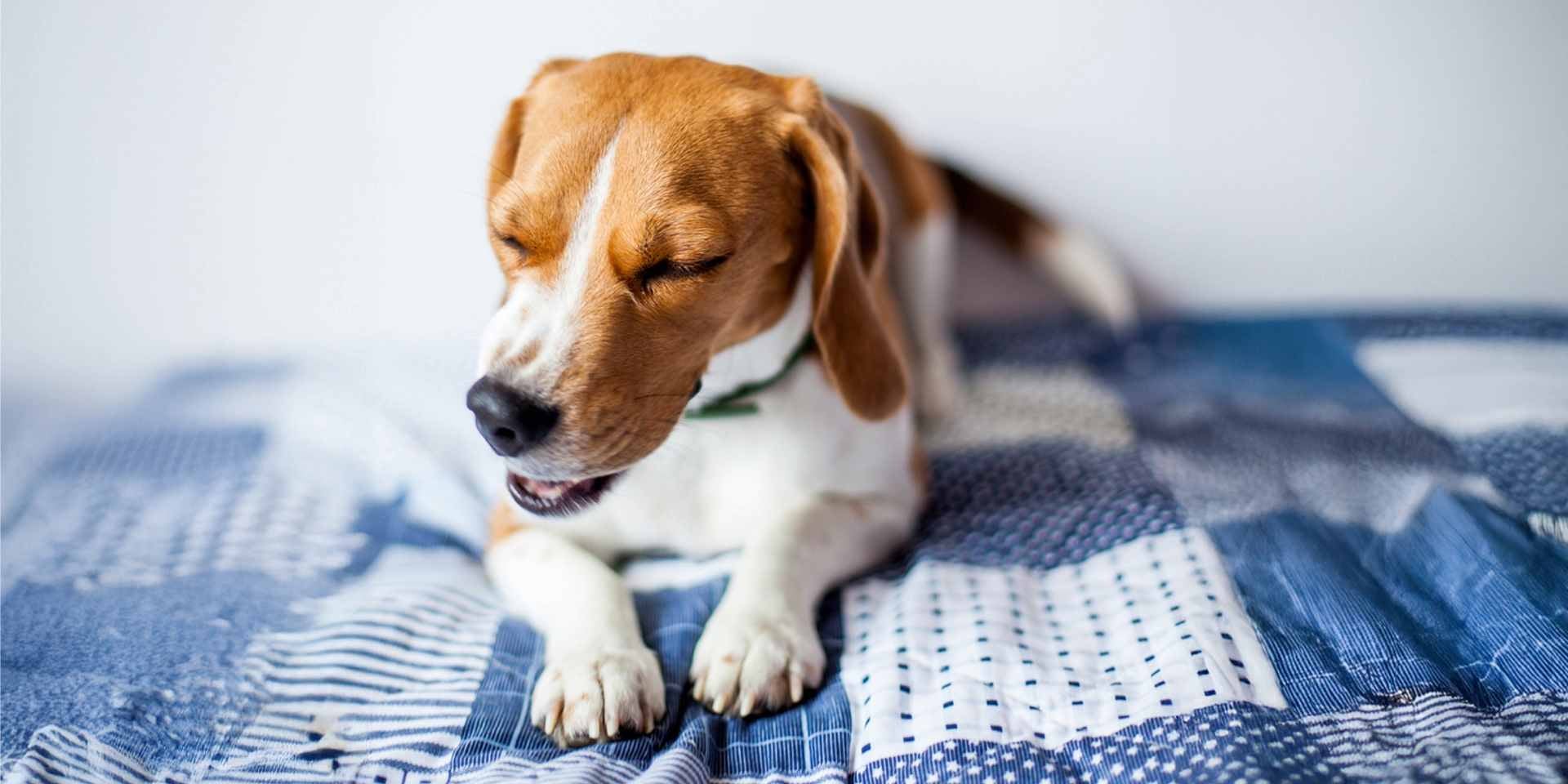 Tos en perros. Mascota tosiendo.