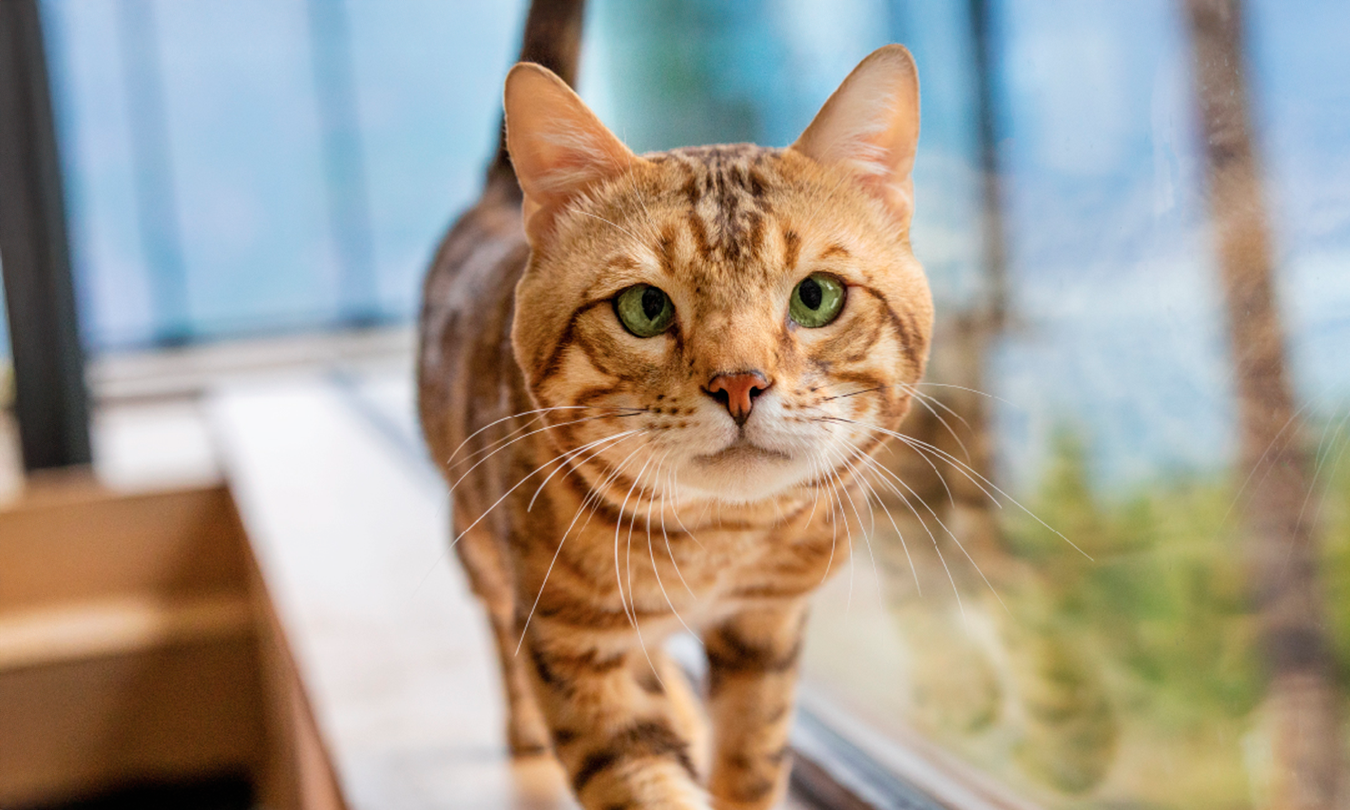 Gato caminando en la sección de productos Pro Plan para gatos