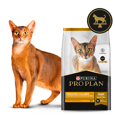 Gato junto al alimento Pro Plan Reduced Calorie, comida seca para gatos
