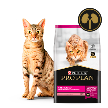 Gato junto al alimento Pro Plan Sterilized para gatos esterilizados