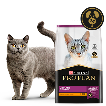 Gato gris junto al alimento Pro Plan Urinary para gatos adultos ideal para cuidar su tracto urinario