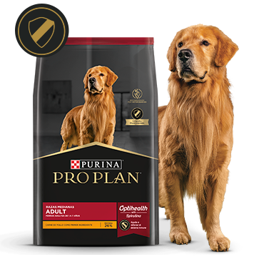 Alimento Pro Plan Adult junto a perro adulto en la card del alimento para adultos