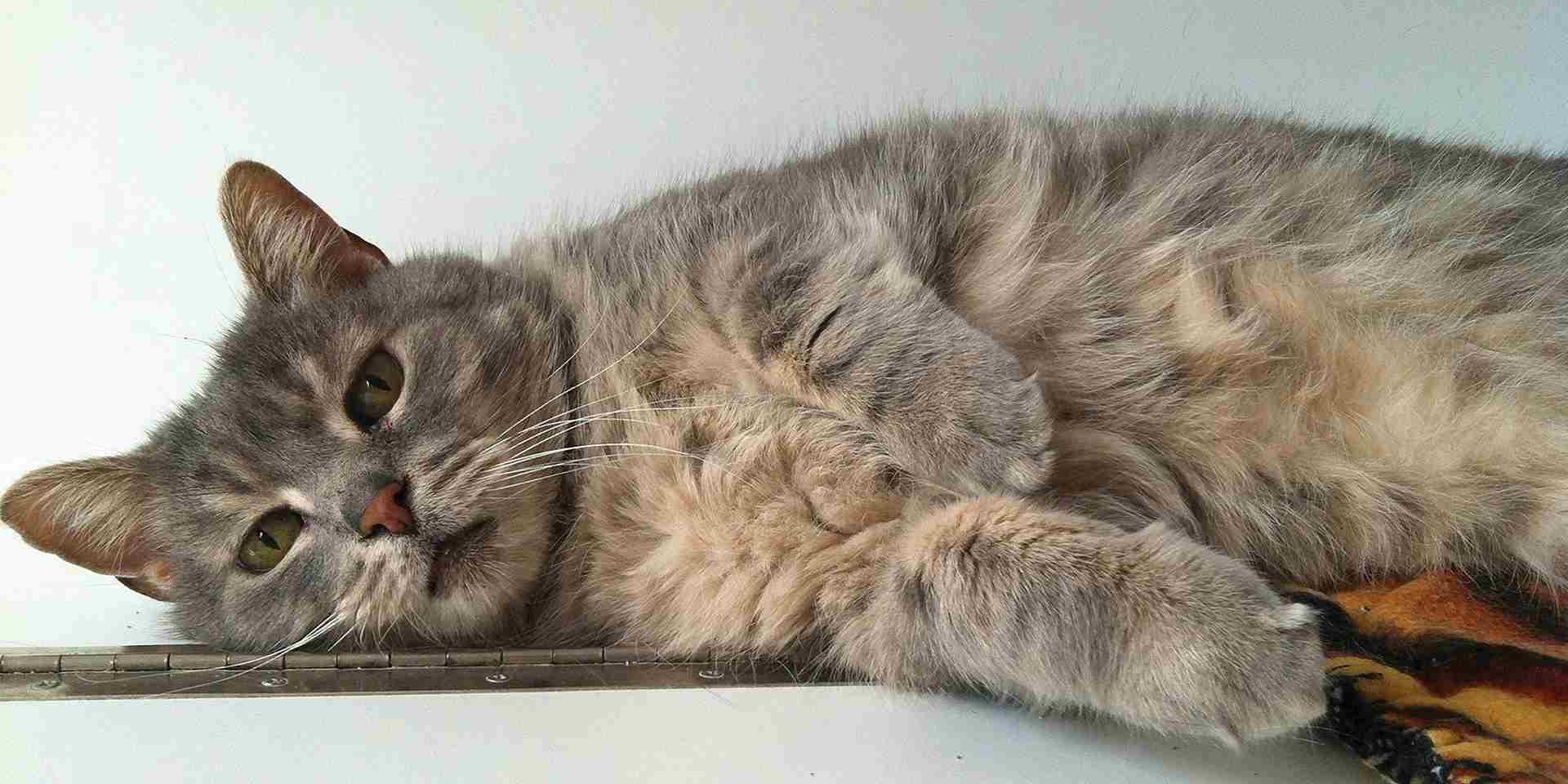 Alergia en gatos. Gato indispuesto.