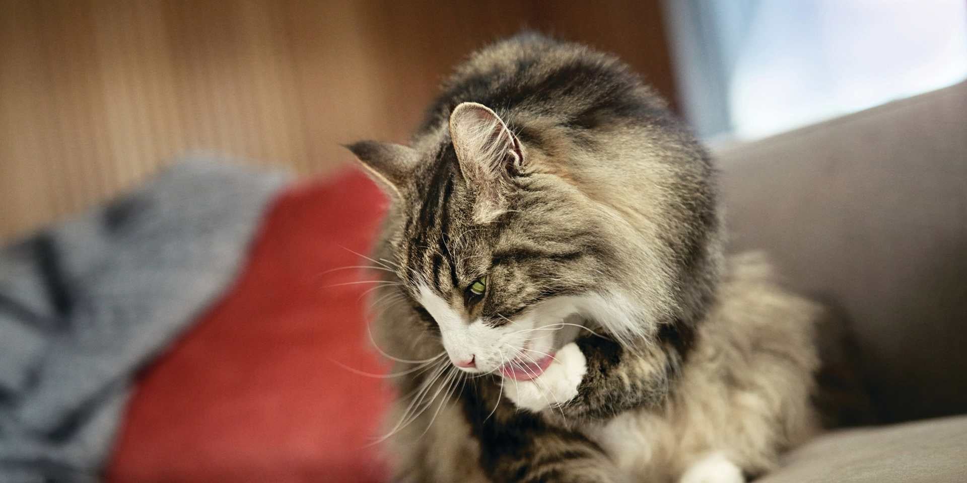 Caspa en gatos, gato acicalándose para limpiar su pelo de caspa.