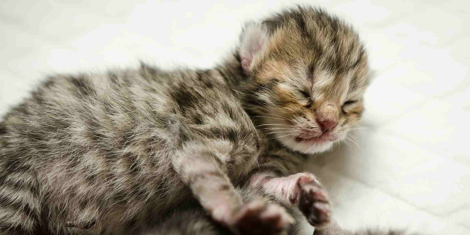 ¿Cuántas horas duerme un gato recién nacido? Más de las que uno adulto lo haría, no te asustes por ello.