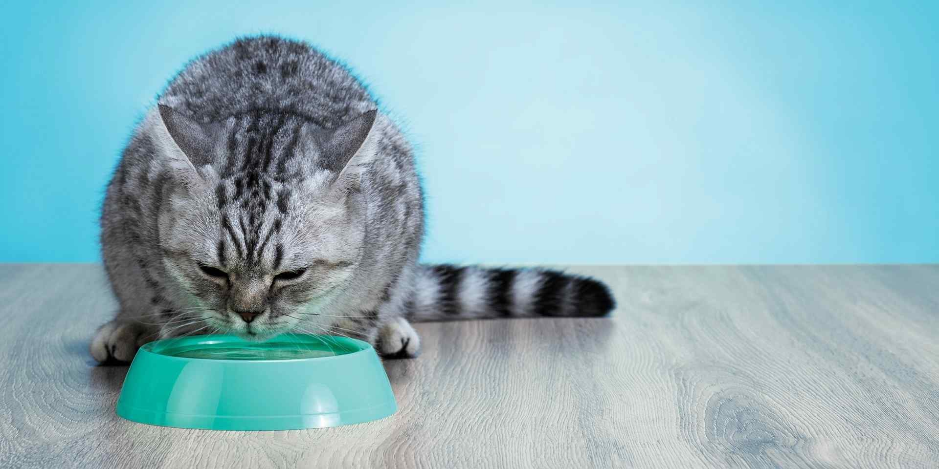 La nutrición de las gatas embarazadas es diferente de cuando no lo están. Valida con el veterinario y dales PURINA ONE®.