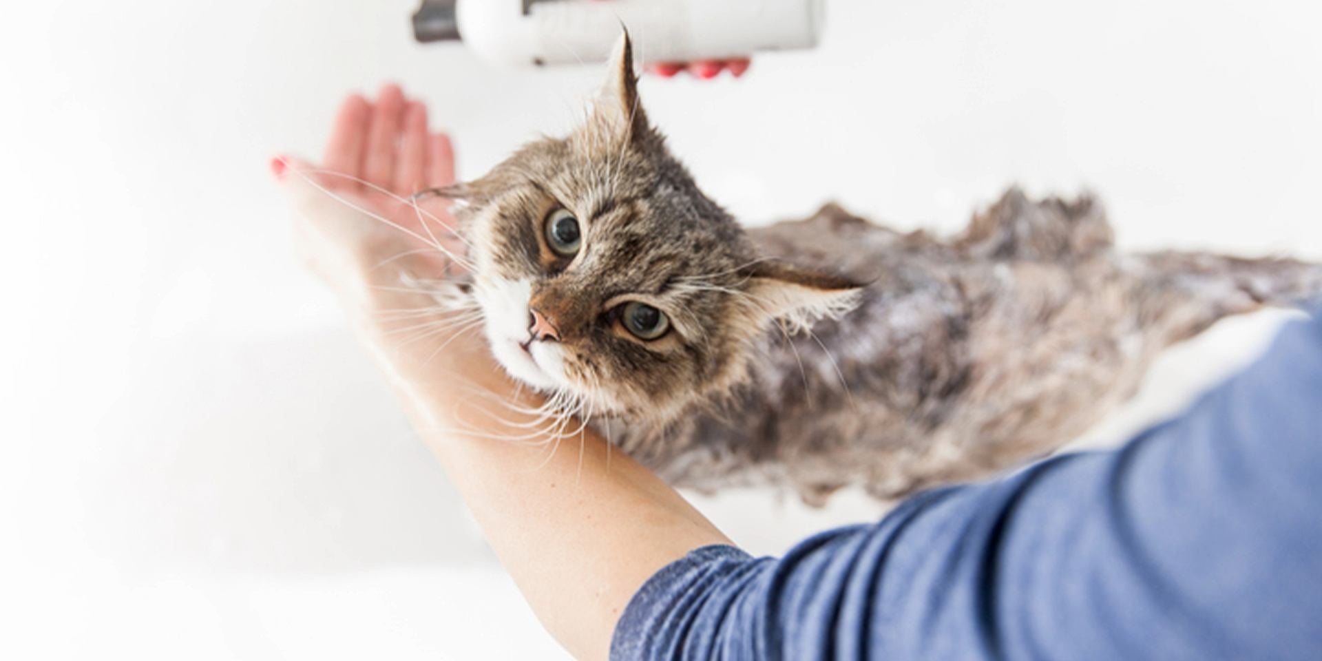 Se puede ayudar a prevenir tiña en gatos con baños regulares. Gato recibiendo baño.