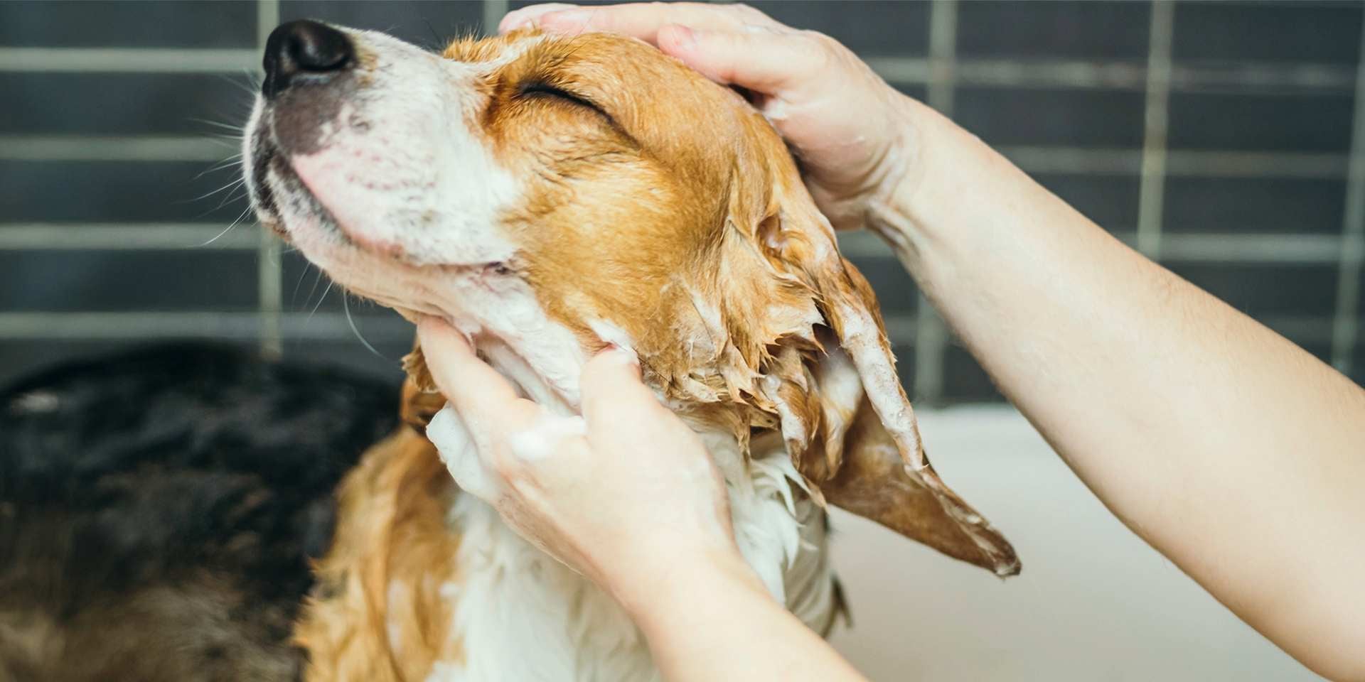 Para tratar y prevenir la tiña en perros es clave la higiene. Baño de perro.