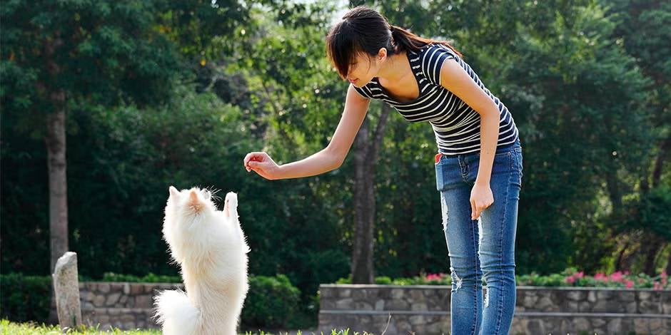 Tutora usando premios para el adiestramiento canino.