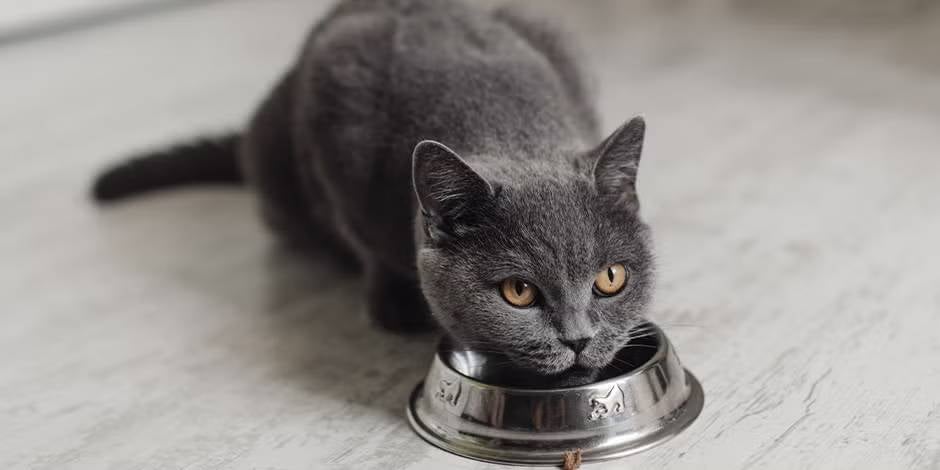 Alimentos para gatos con problemas renales.