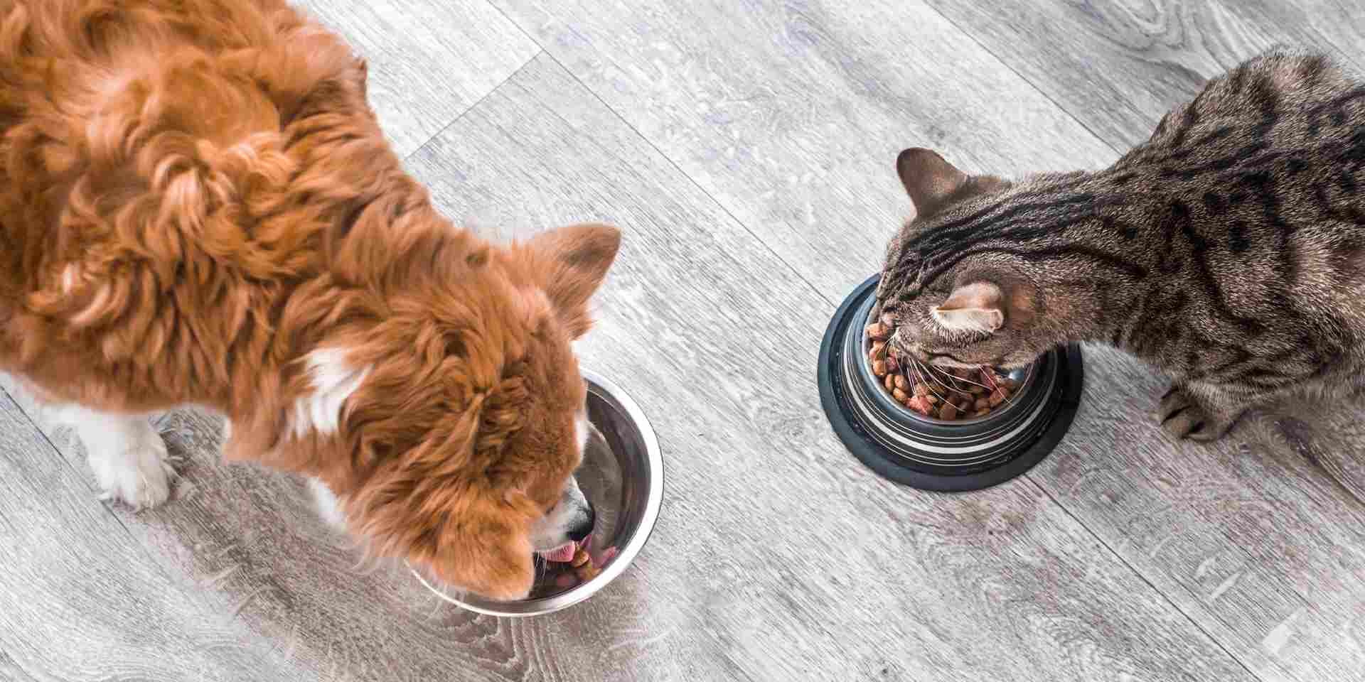 Cambio de alimento en mascotas