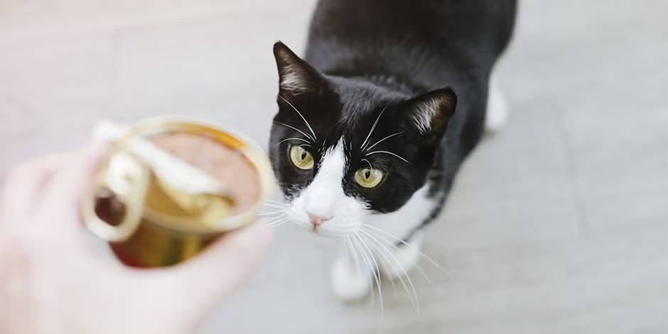 Comida húmeda para gatos.