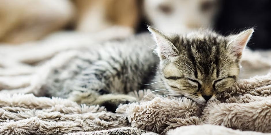 Beneficios de tener un gato.