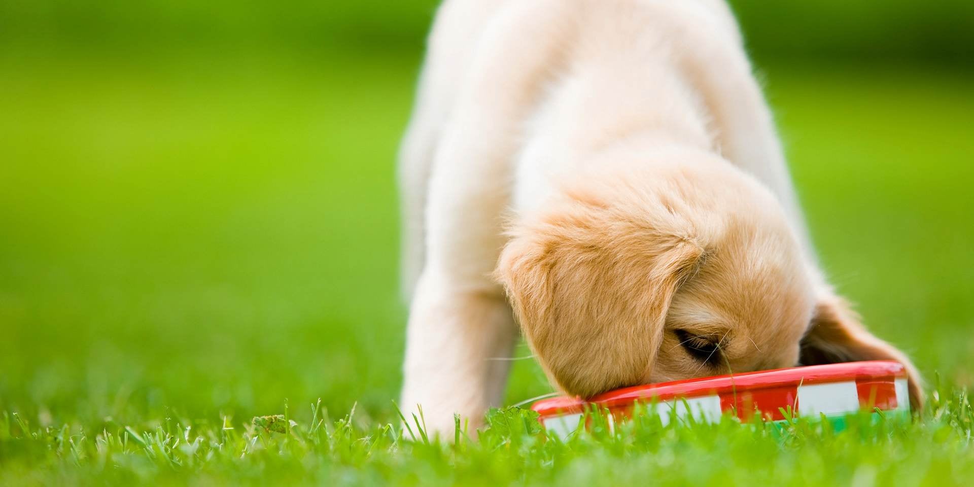 ¿Qué pasa si le doy croquetas de adulto a un cachorro? Perrito comiendo al aire libre.
