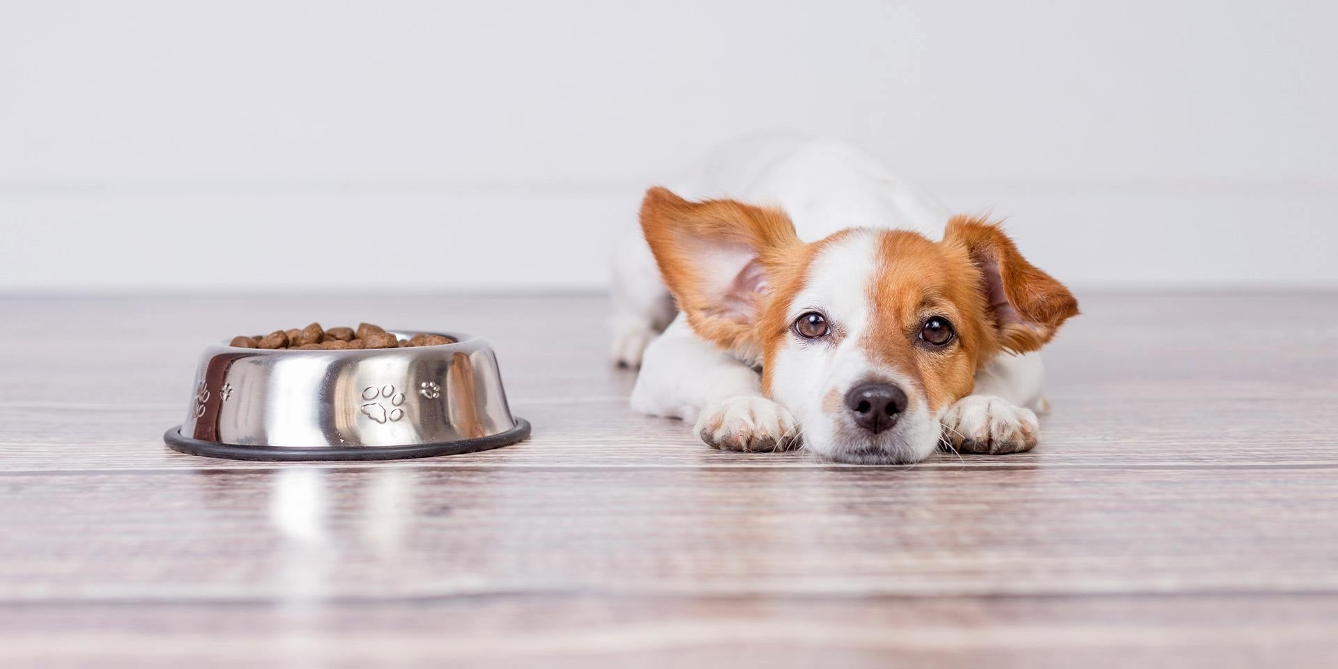 Qué pasa si le doy croquetas de adulto a un cachorro. Perrito sin apetito junto a su comedero.