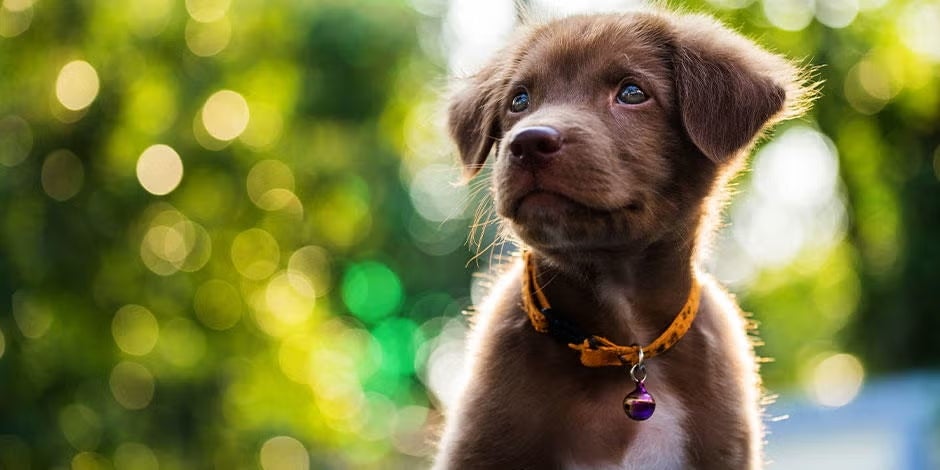 Qué pasa si le doy croquetas de adulto a un cachorro. Perrito comiendo.