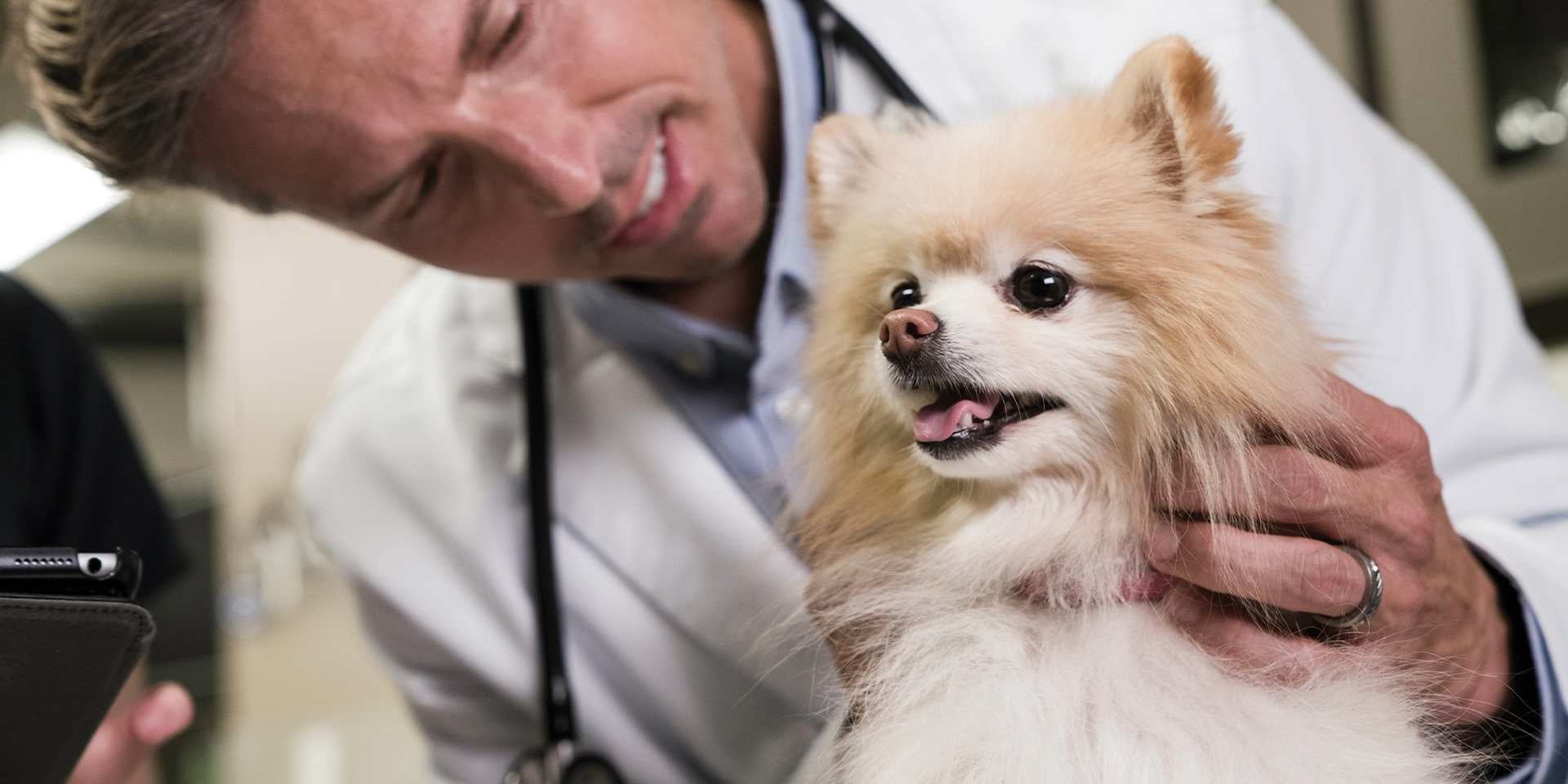 El veterinario dirá cada cuánto se desparasita un perro. Lleva a tu mascota con él, como con este pomerania.
