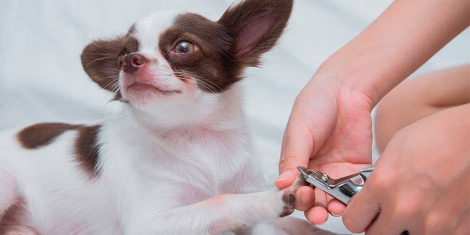 Cuidado de higiene de un chihuahueño con acciones como cortar las uñas de un perro.