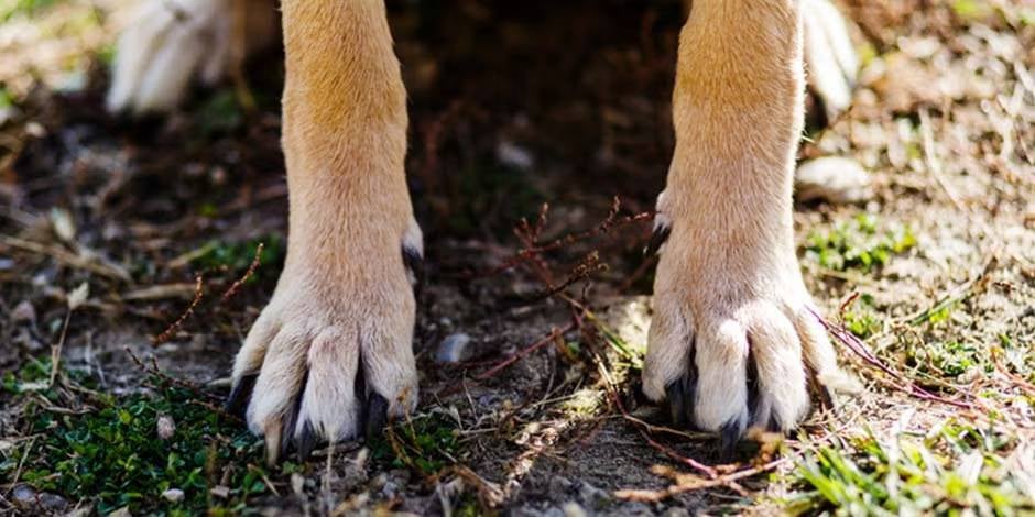 Patas de canino donde se pueden ver sus garras. Aprende como cortar las uñas de un perro y la importancia de hacerlo.