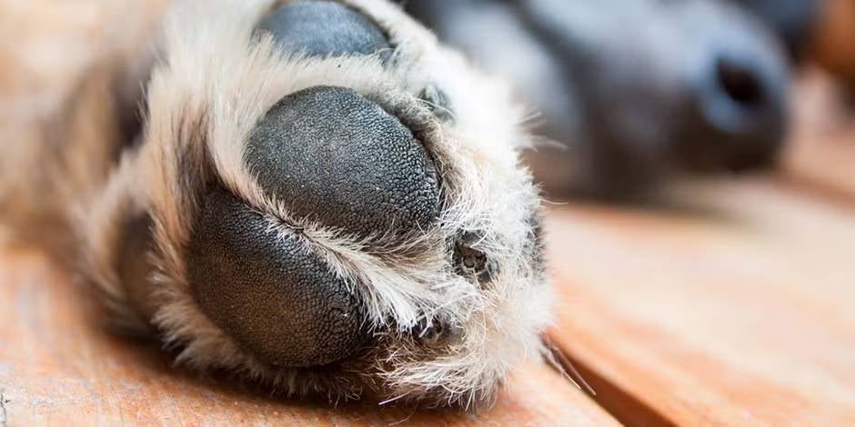Protege la salud de las patas de tu mascota con cuidados como cortar las uñas de un perro. Huellitas caninas color negro.