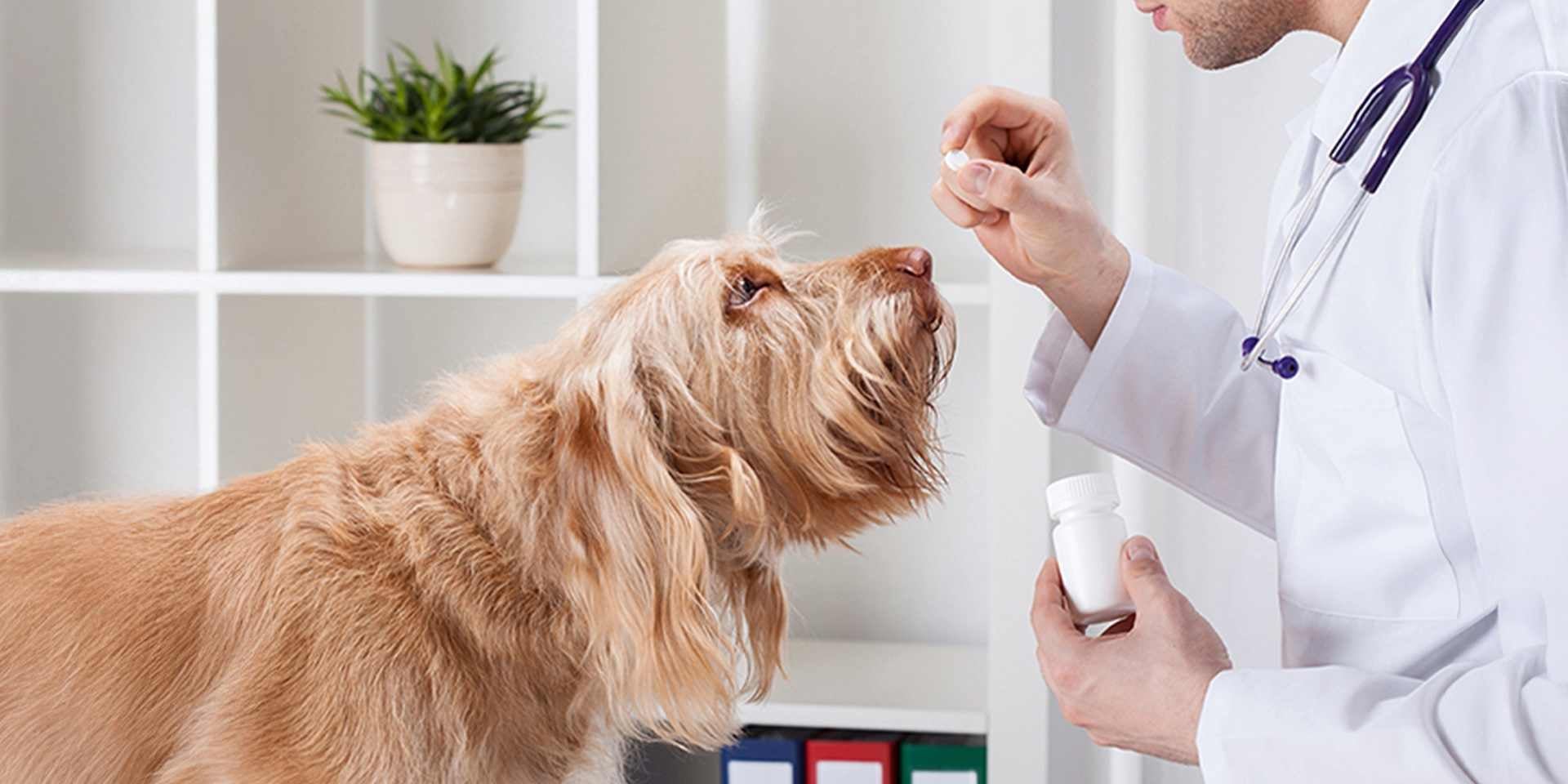Cómo desparasitar un perro: veterinario dando una pastilla desparasitante a un perro.