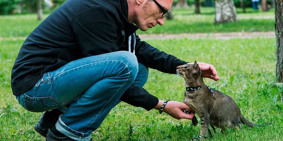 Cómo educar a un gato.