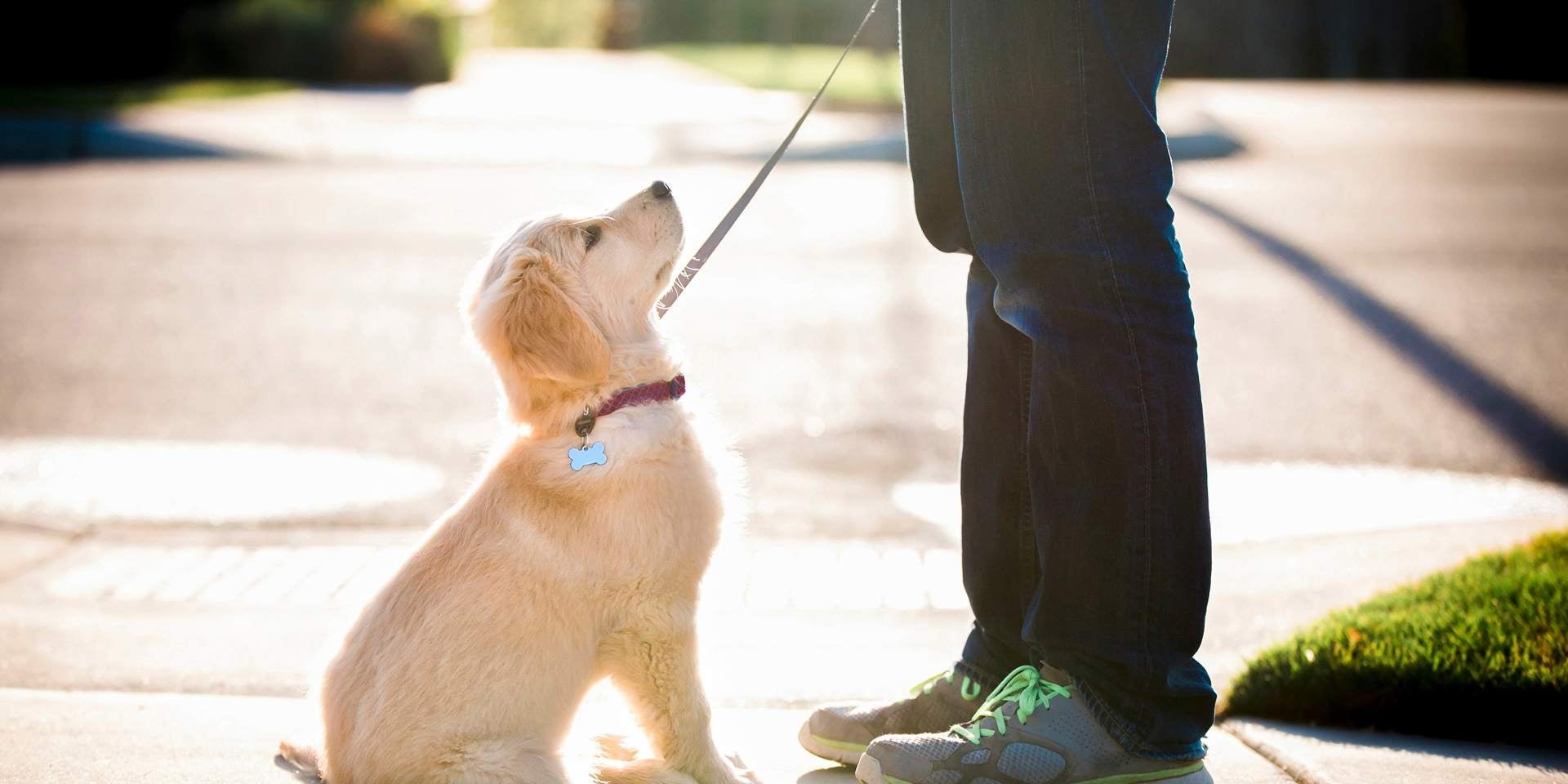 Comportamiento del perro. Cachorro sentado junto a su tutor.
