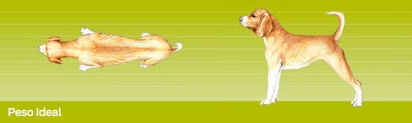 Cuidados de un perro. Imagen desde arriba y de perfil de un perro con peso adecuado.