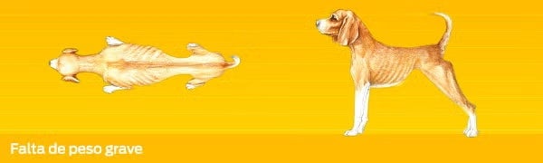 Cuidados de un perro. Imagen desde arriba y de perfil de un perro con falta de peso grave.