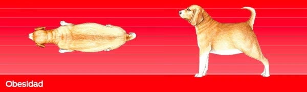Cuidados de un perro. Imagen desde arriba y de perfil de un perro con obesidad.