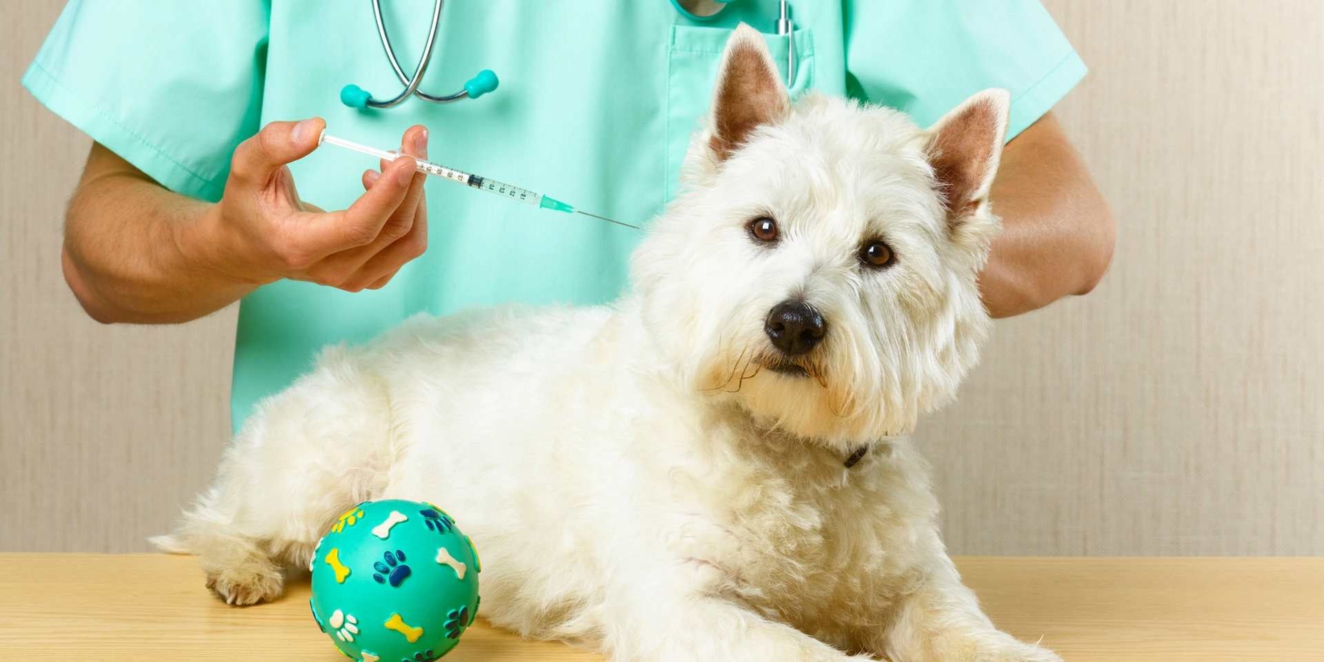 La vacunación es uno de los más importantes cuidados de un perro, pero no es el único.