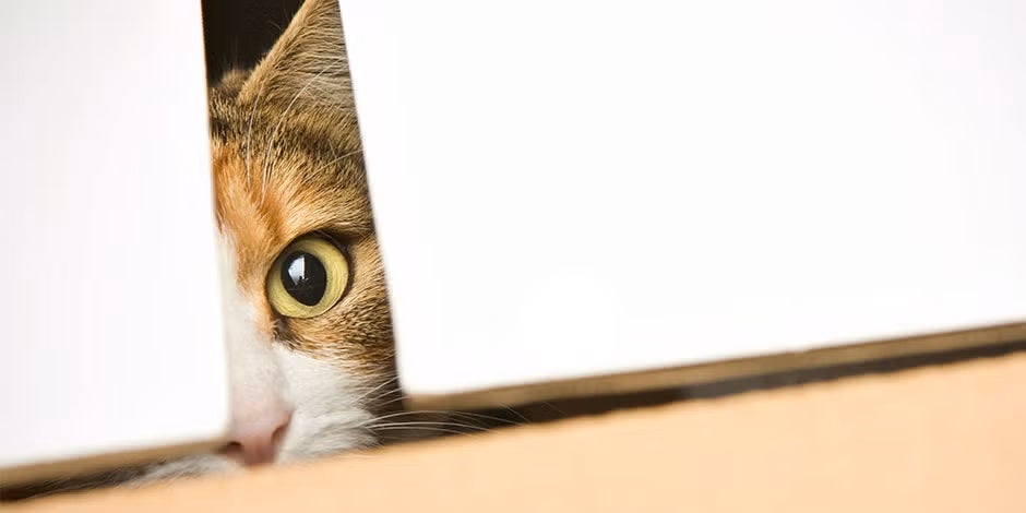 Gato curioso.