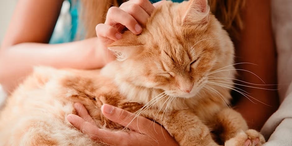 Gato senior siendo consentido por tutor.