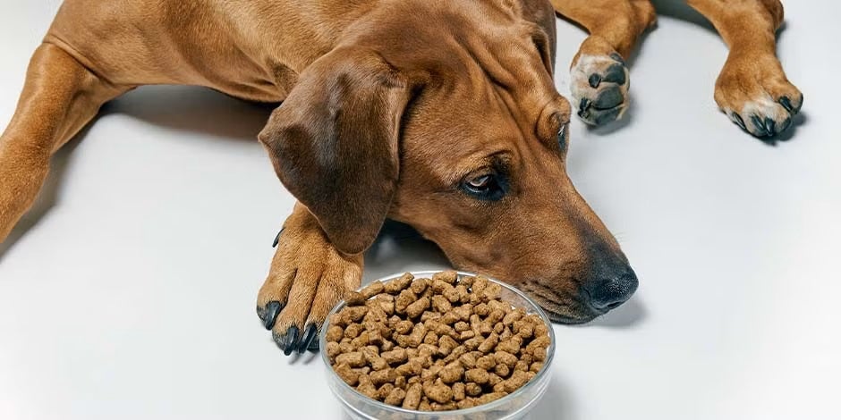 Perro marrón sin apetito junto a su plato de comida. Mi perro no quiere comer.