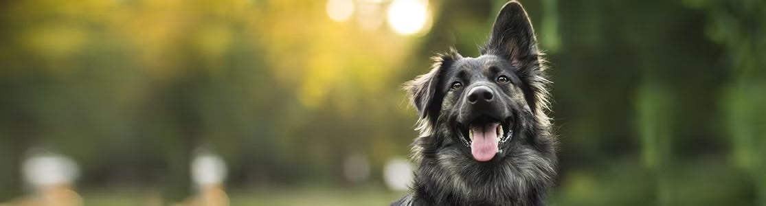 Perro feliz.