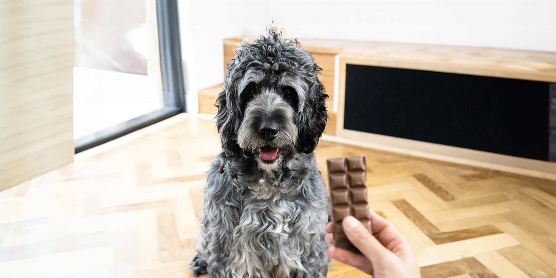 Perro mediano sentado mientras le ofrecen una tableta de chocolate. Descubre qué pasa si un perro come chocolate.