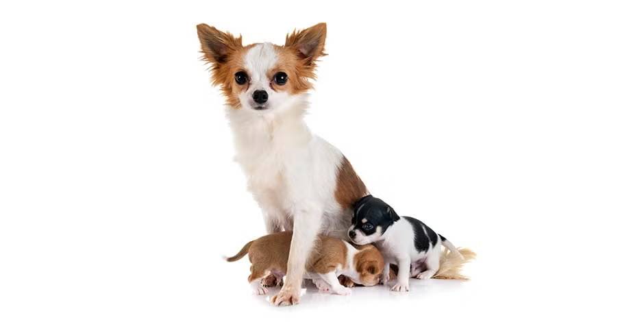 Razas de perros pequeños como esta mamá chihuahua blanca y marrón, en compañía de dos de sus cachorros.