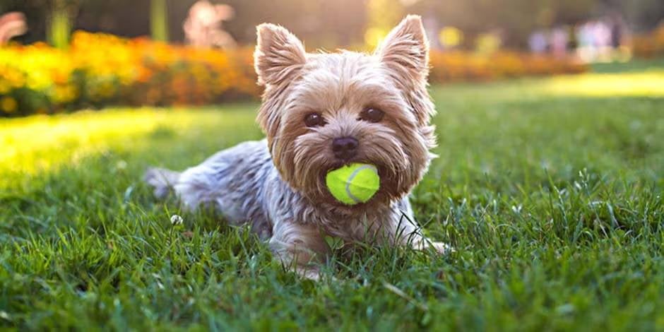 Razas de perros pequeños. Yorkshire beige acostado sobre el césped tomando el sol, mientras sostiene una pelota con su hocico.