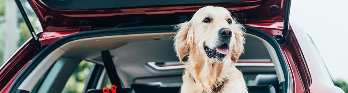 Viajar con mascotas.