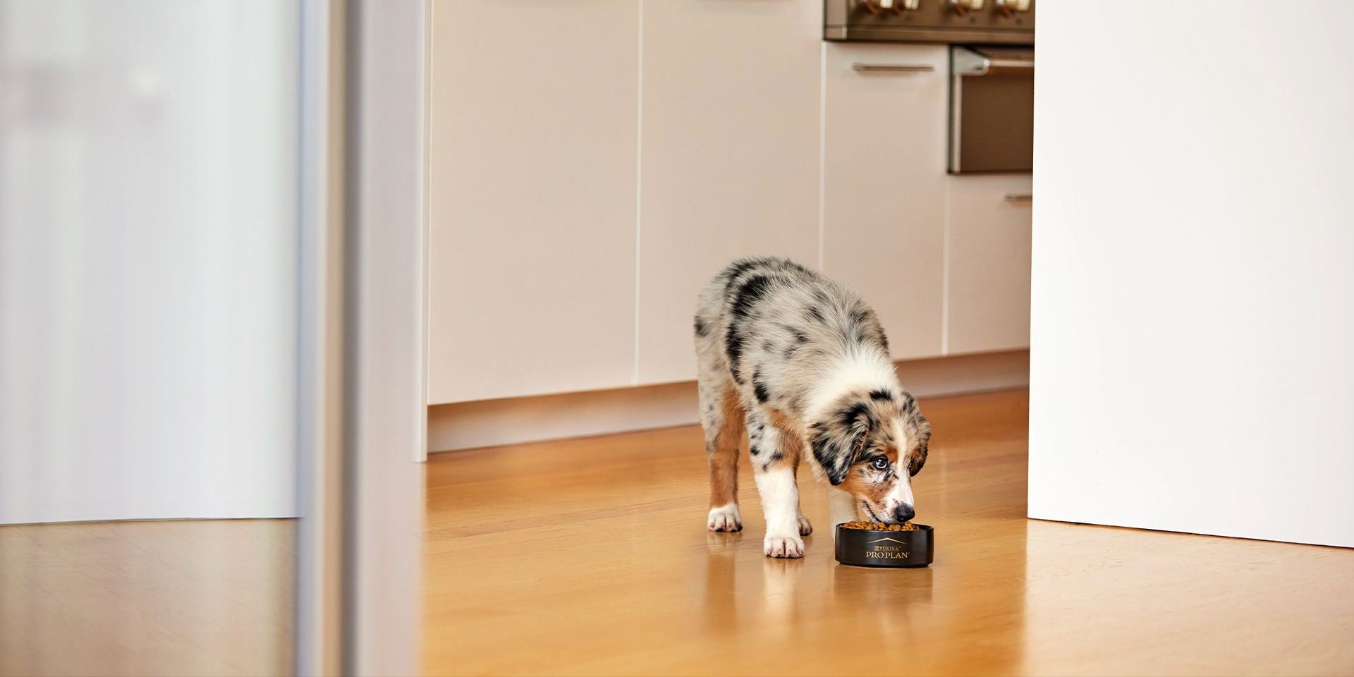 Pastor australiano comiendo alimento gastrointestinal para perros de su plato de PRO PLAN®.