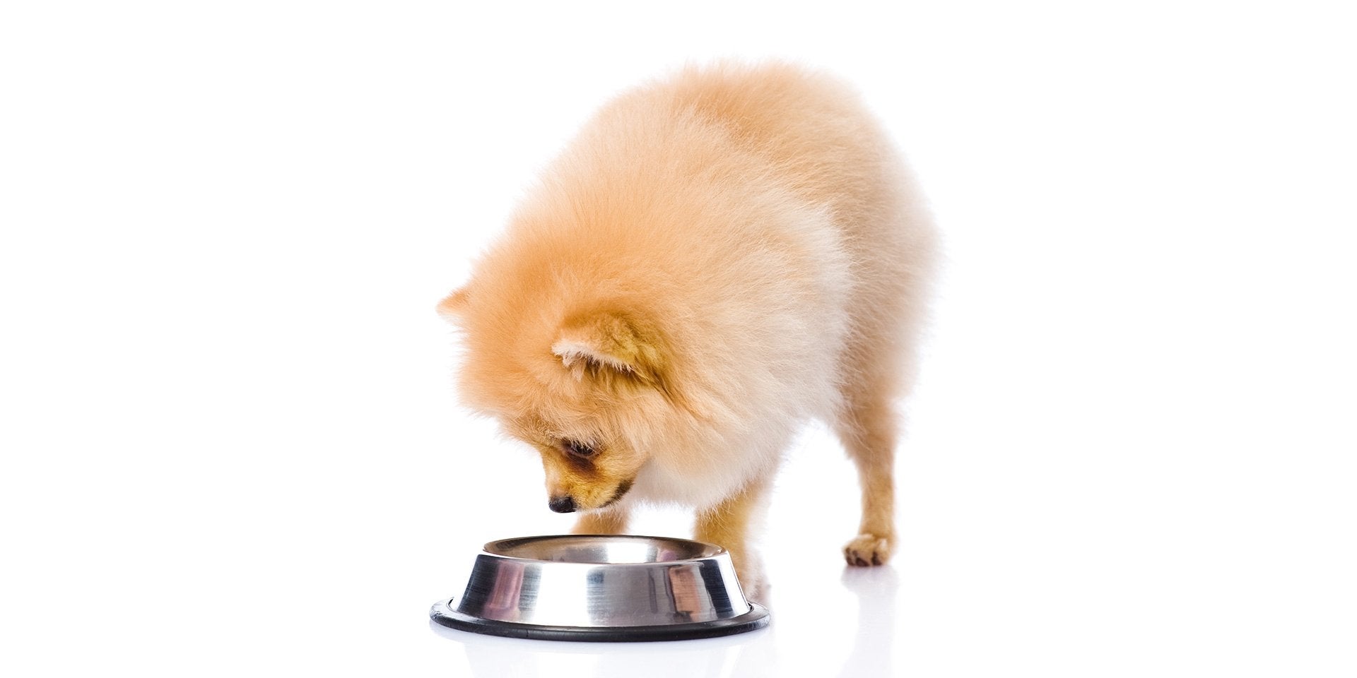 Alimento hidrolizado para perros.