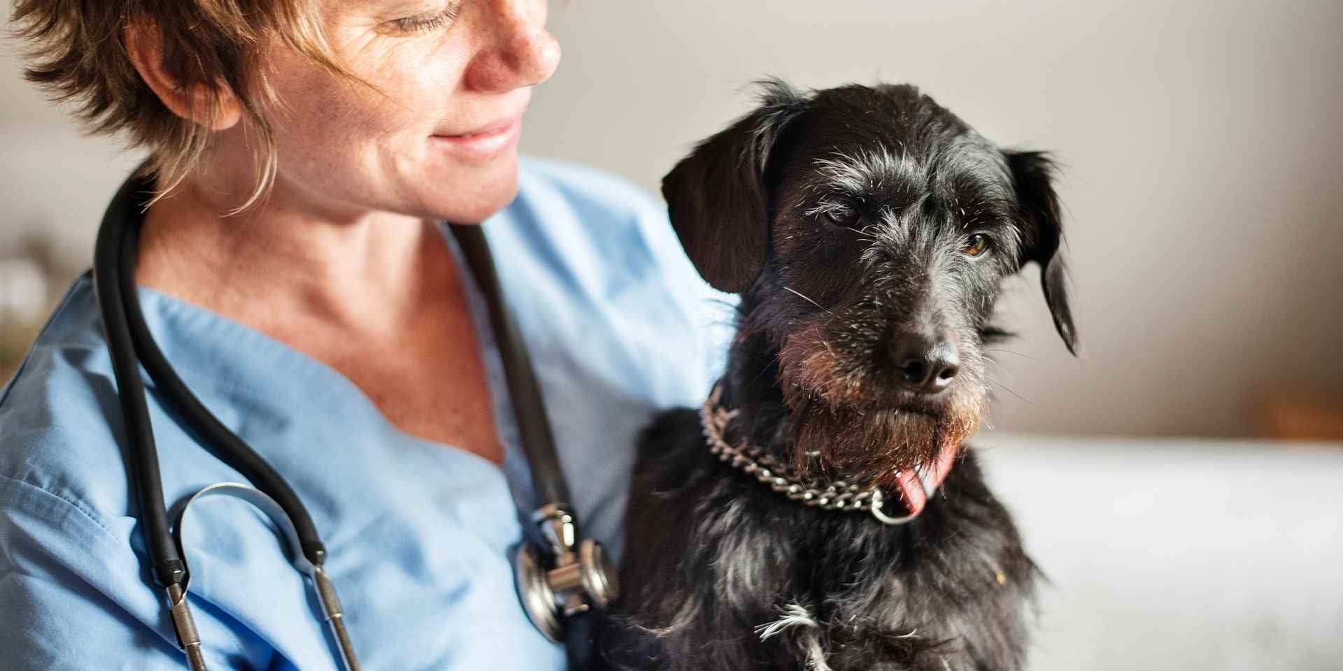 Antes de elegir una fórmula para tu mascota, sea alimento holístico para perros o no, consulta con el profesional. Veterinaria junto a un perro negro.