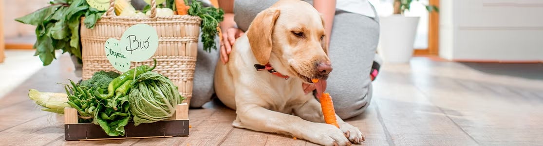 Conoce si realmente existe un alimento holístico para perros y sus diferencias con el tradicional. Perro comiendo zanahoria.